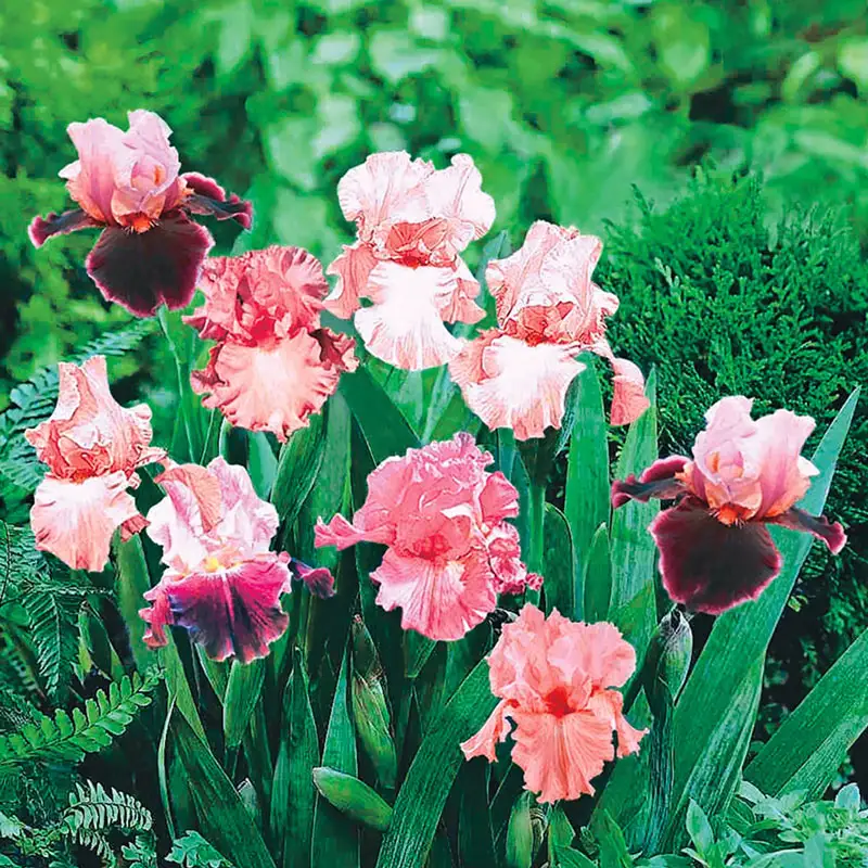Shades of Pink Bearded Iris Mixture Super SakÂ®