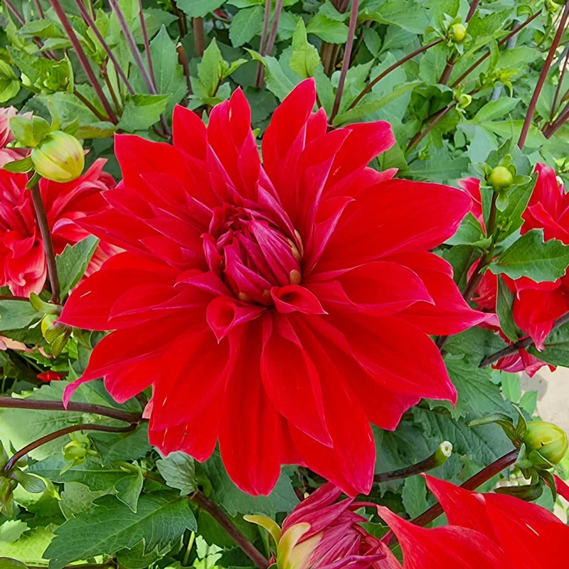452-babylon-red-dahlia-1.webp