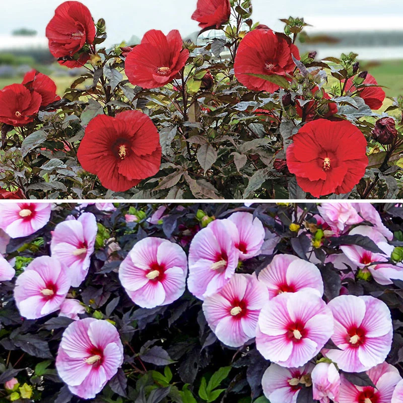 Breck'sÂ® Exotic Hibiscus Collection