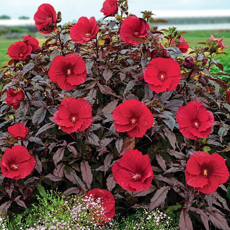 Breck'sÂ® Exotic Hibiscus Collection