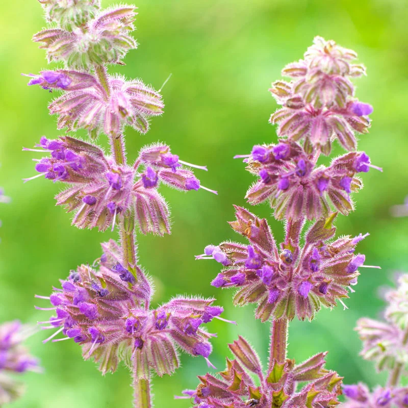 Purple Rain Salvia