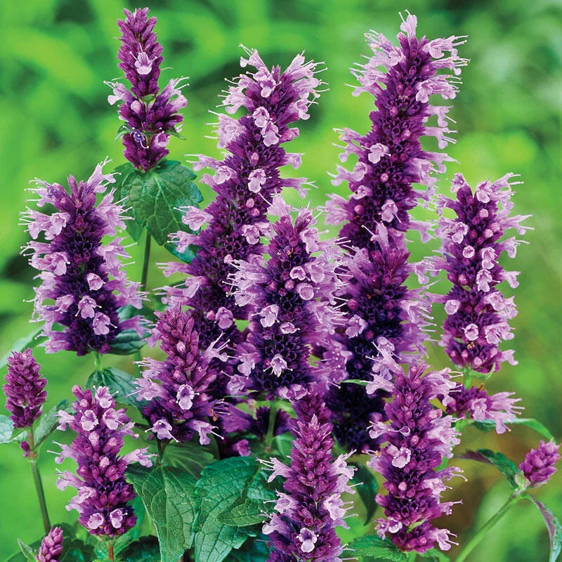 Black Adder Anise Hyssop 1 460-black-adder-anise-hyssop-1.webp