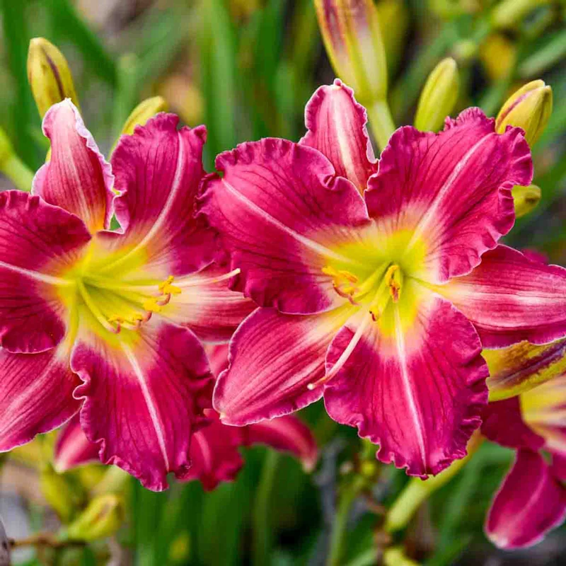 Romantic Returns Reblooming Daylily
