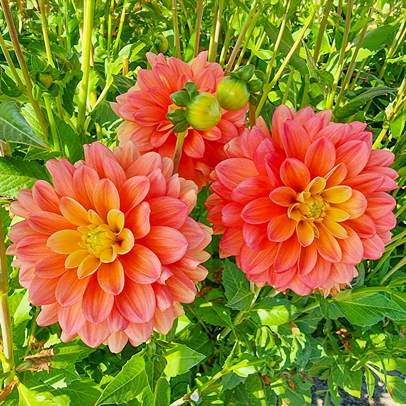Princess Erika Dahlia
