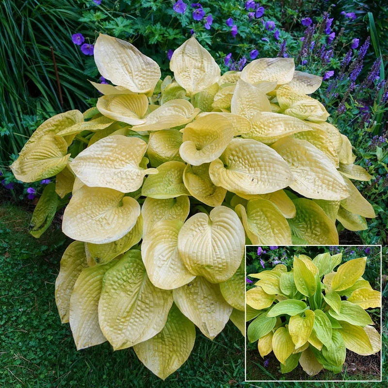 466-glad-tidings-hosta-1.webp