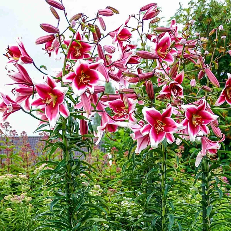 Friso Lily TreeÂ®