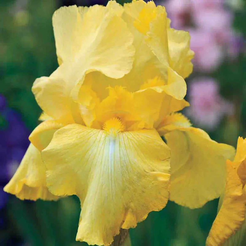 473-harvest-of-memories-reblooming-bearded-iris-1.webp