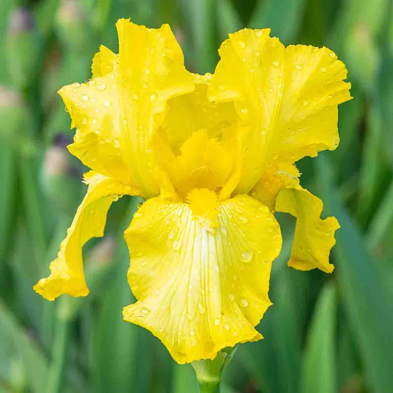 473-harvest-of-memories-reblooming-bearded-iris-1.webp