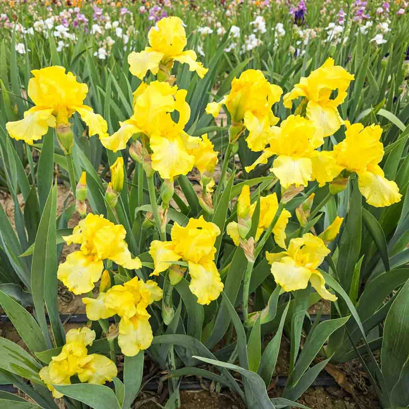 473-harvest-of-memories-reblooming-bearded-iris-1.webp