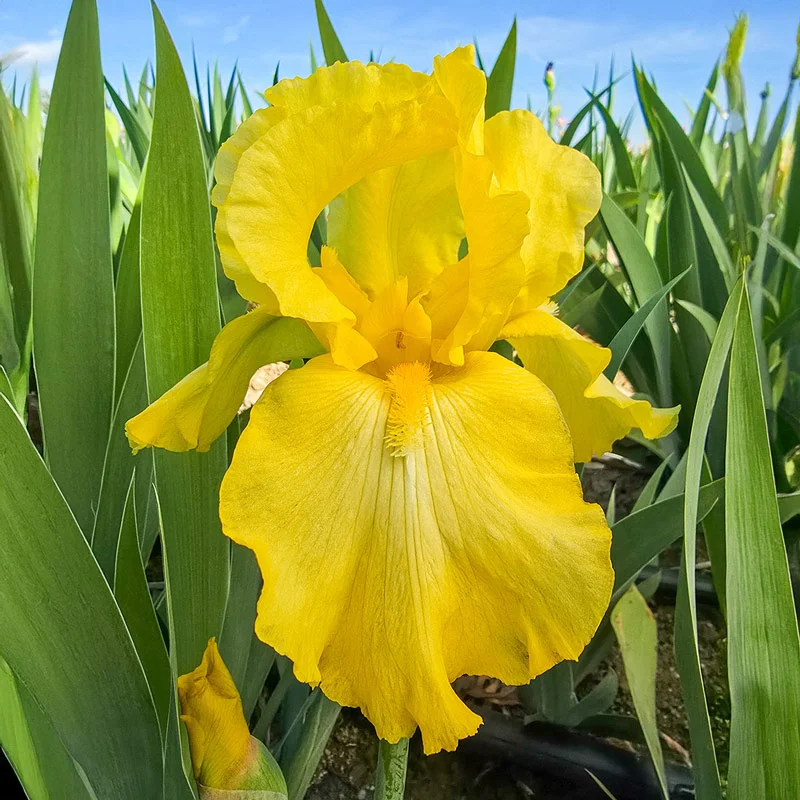 473-harvest-of-memories-reblooming-bearded-iris-1.webp