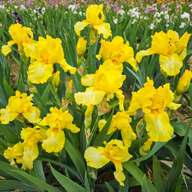 473-harvest-of-memories-reblooming-bearded-iris-1.webp