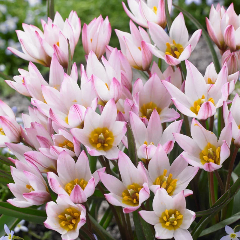 475-hilde-tulip-1.webp