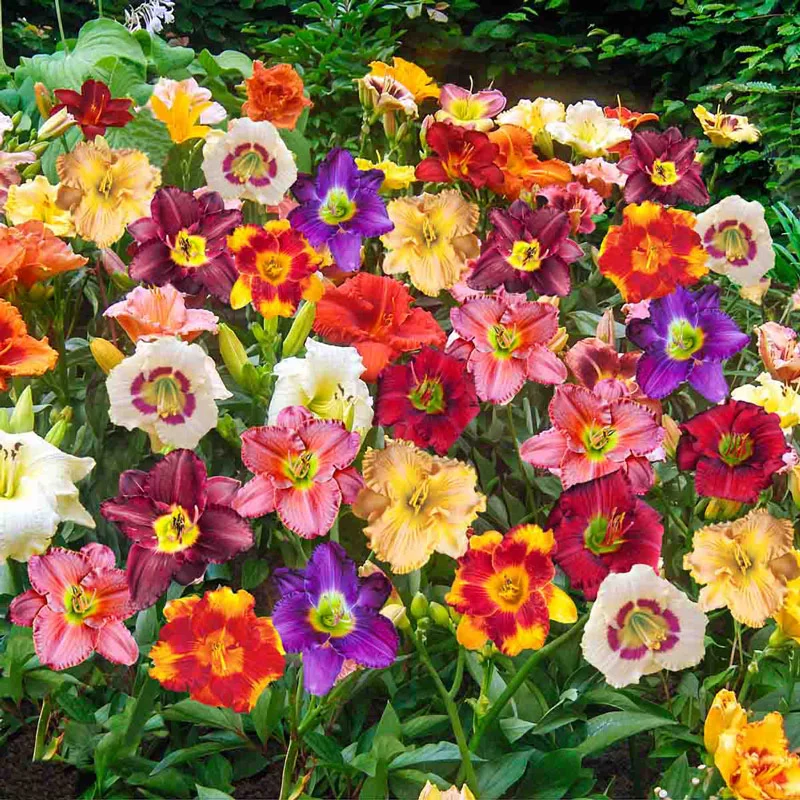Reblooming Daylily Mixture