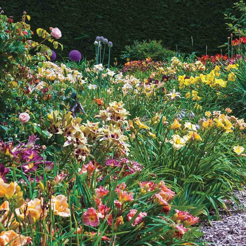 Reblooming Daylily Mixture