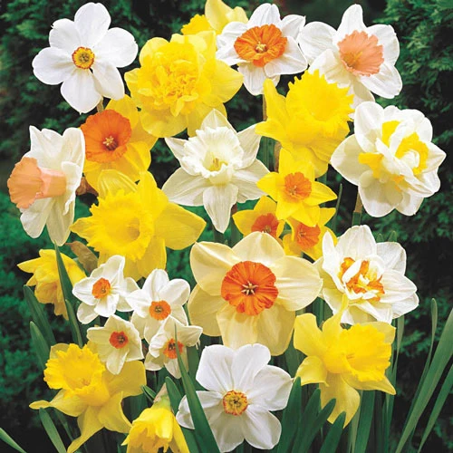479-mixed-daffodil-super-sak–1.webp