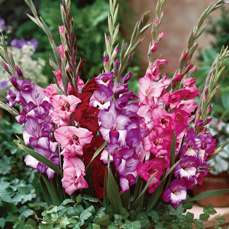 Royal GlaminiÂ® Gladiolus Blend
