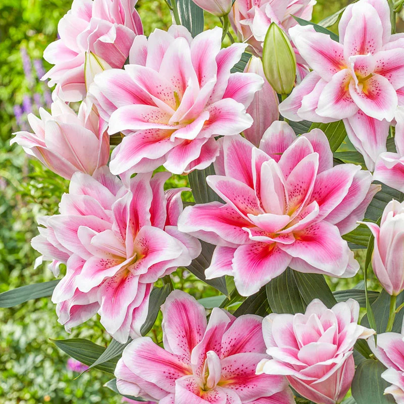 487-mikaela-roselily-1.webp