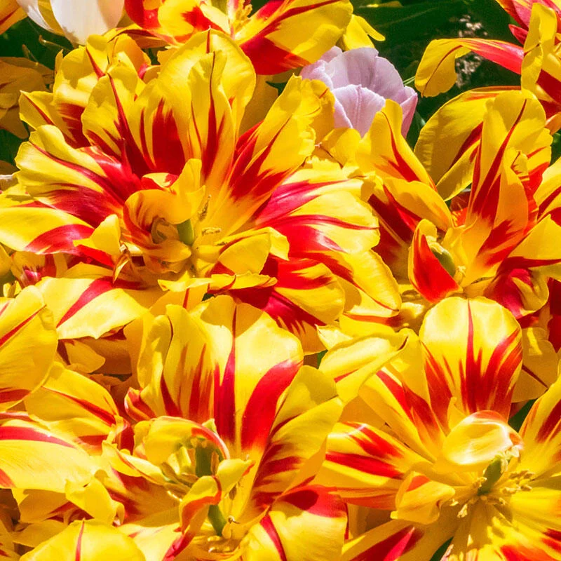 Monsella Tulip