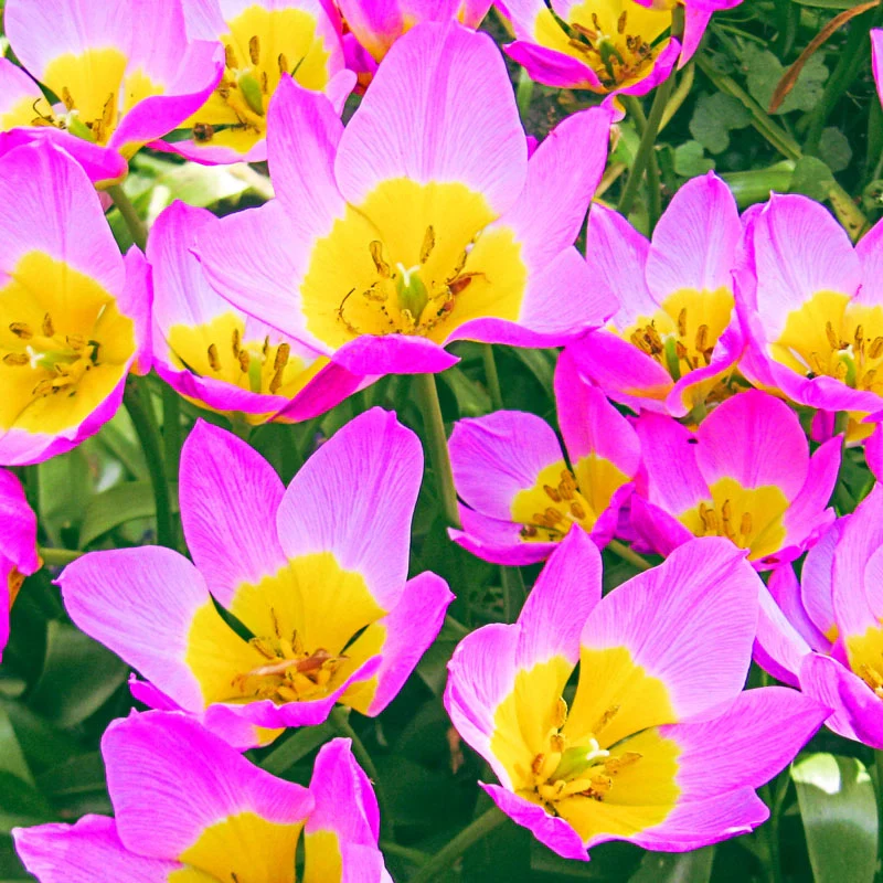 489-lilac-wonder-tulip-1.webp