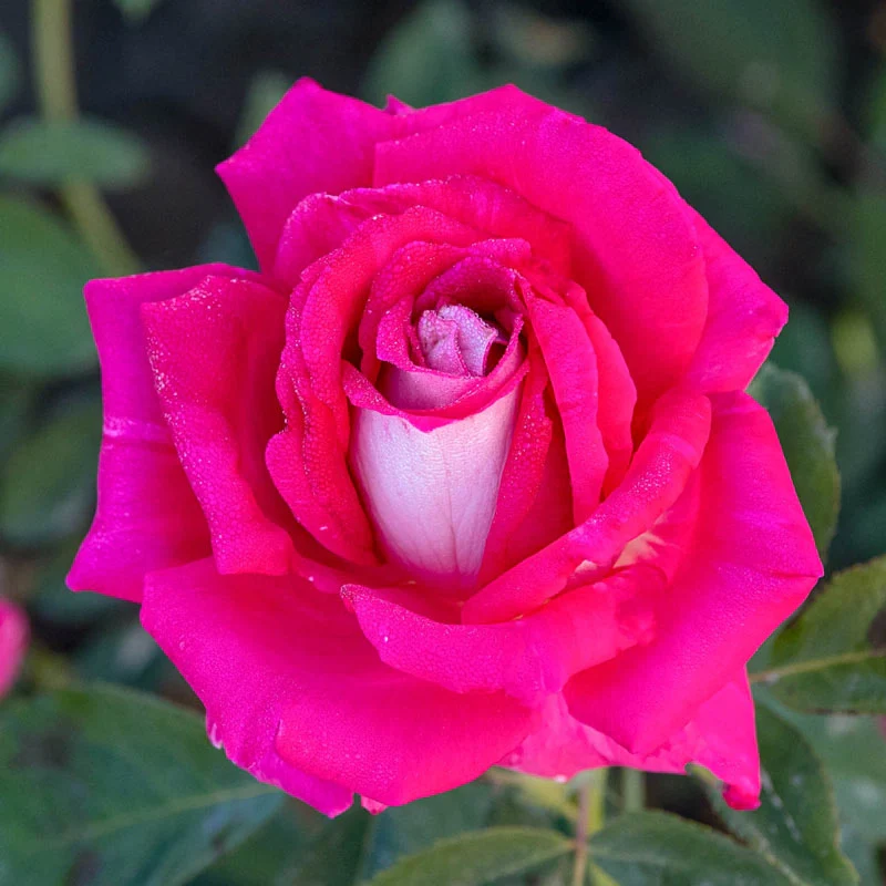 Picture Perfectâ¢  Hybrid Tea Rose