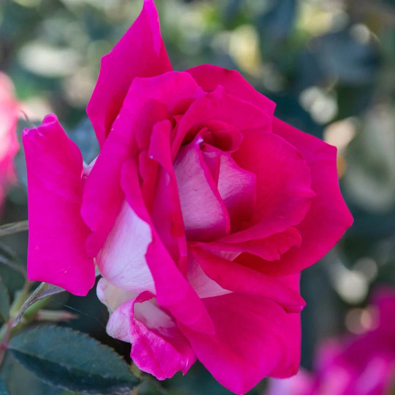 Picture Perfectâ¢  Hybrid Tea Rose