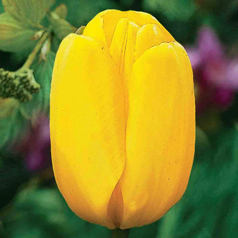 492-prize-dutch-tulip-collection-1.webp