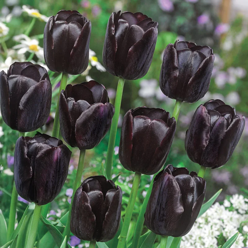 492-prize-dutch-tulip-collection-1.webp