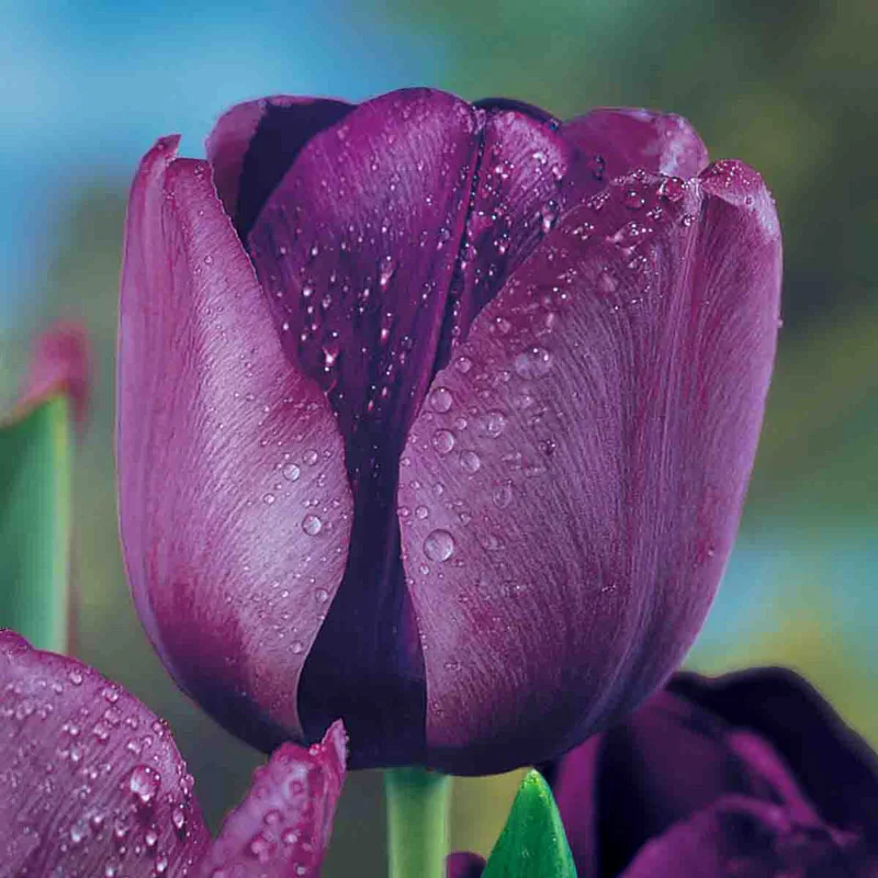 492-prize-dutch-tulip-collection-1.webp