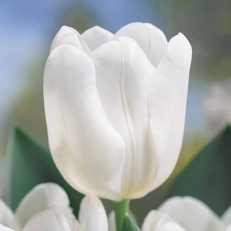 492-prize-dutch-tulip-collection-1.webp
