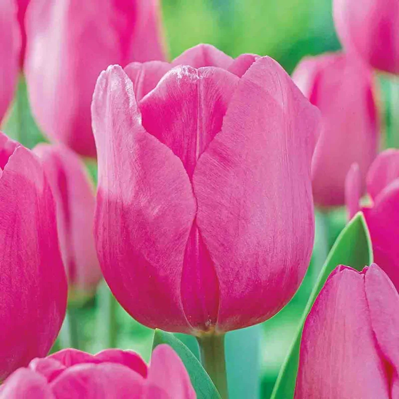 492-prize-dutch-tulip-collection-1.webp