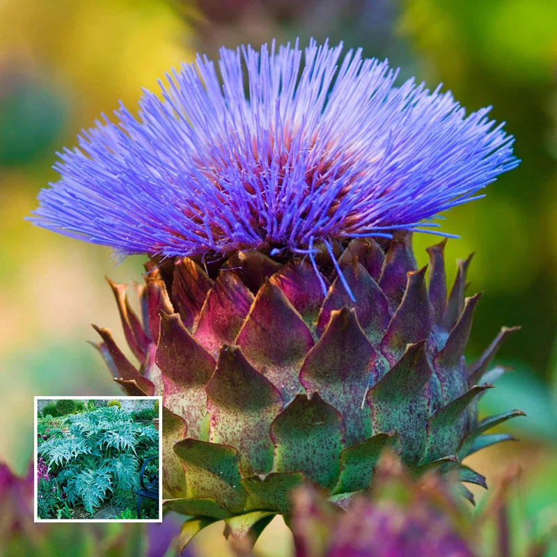Globe Artichoke 1 494-globe-artichoke-1.webp