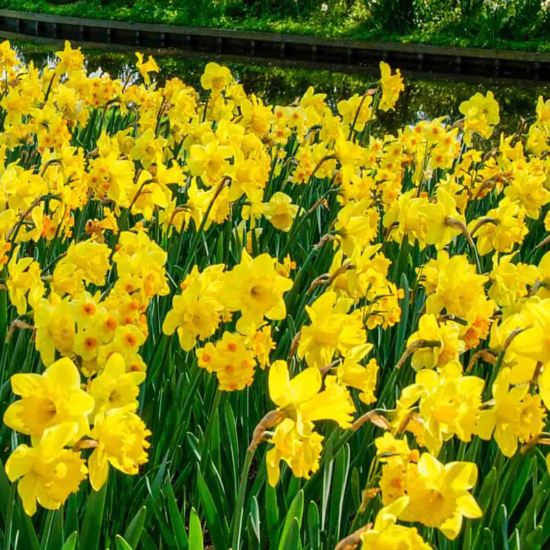 3 Months of Yellow Daffodils