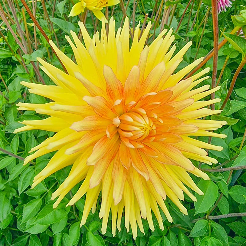 Gold Crown Dahlia