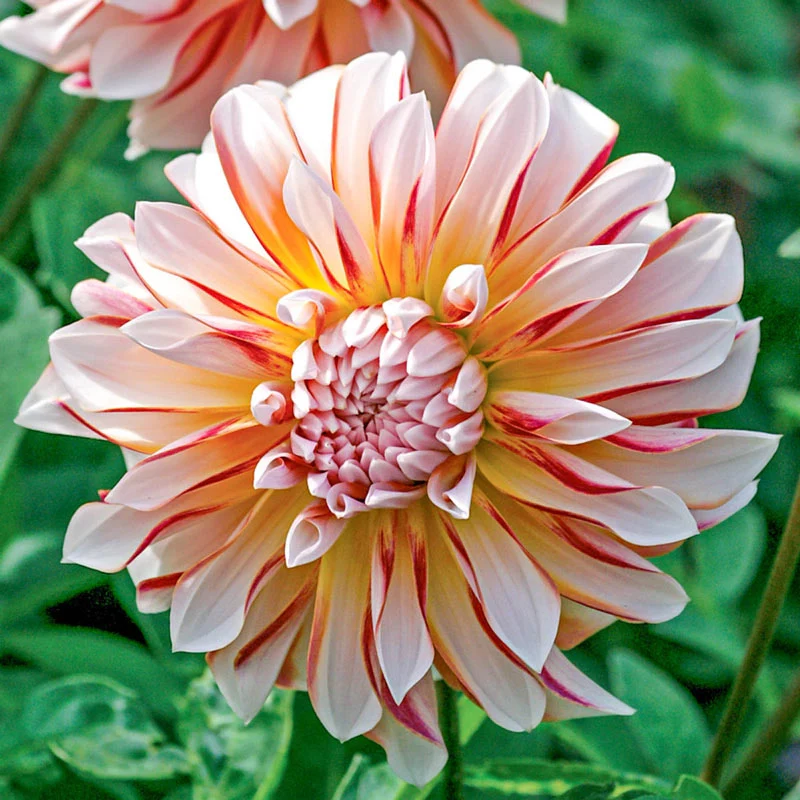 Caribbean Fantasy Dahlia
