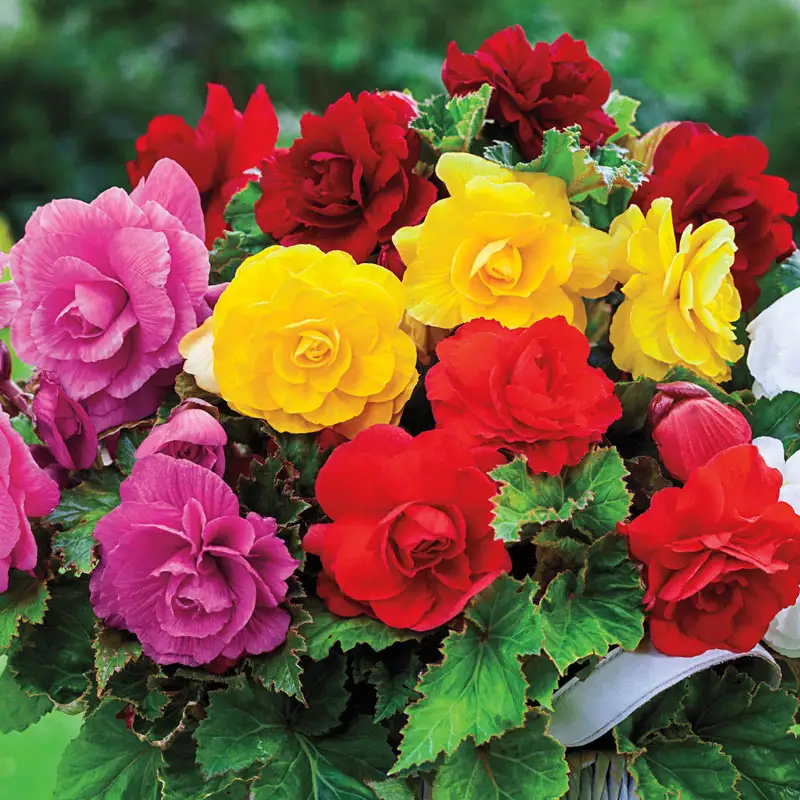 Double Begonia Mixture Super Sak® 1 502-double-begonia-mixture-super-sak–1.webp