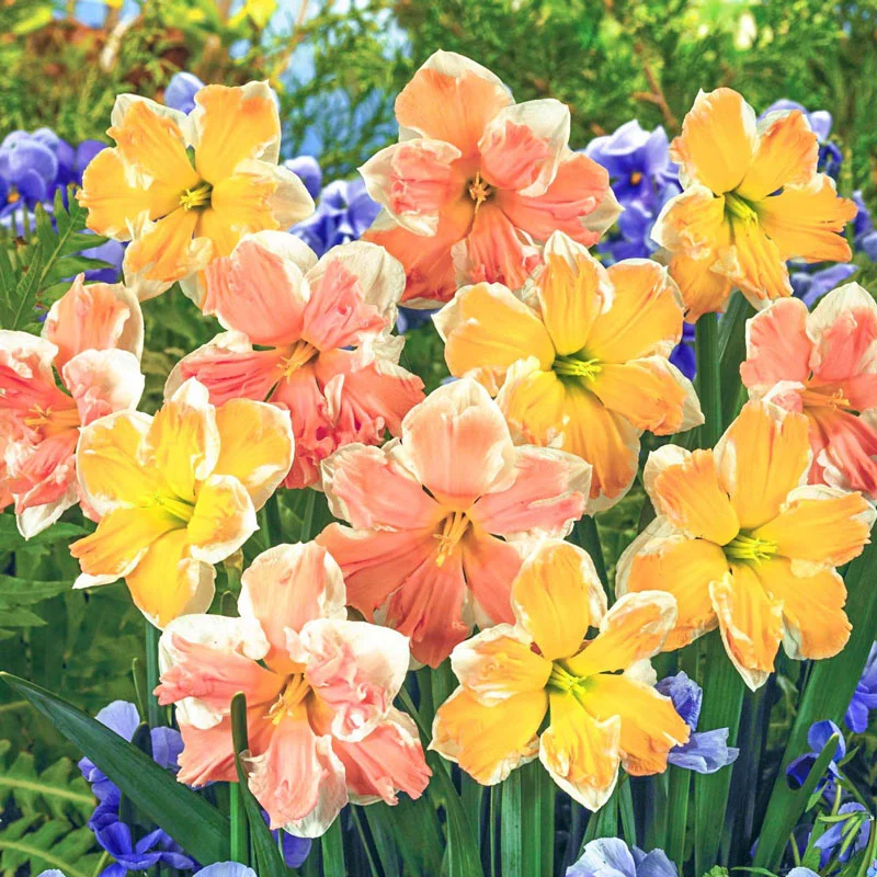 Rainbow of Colors