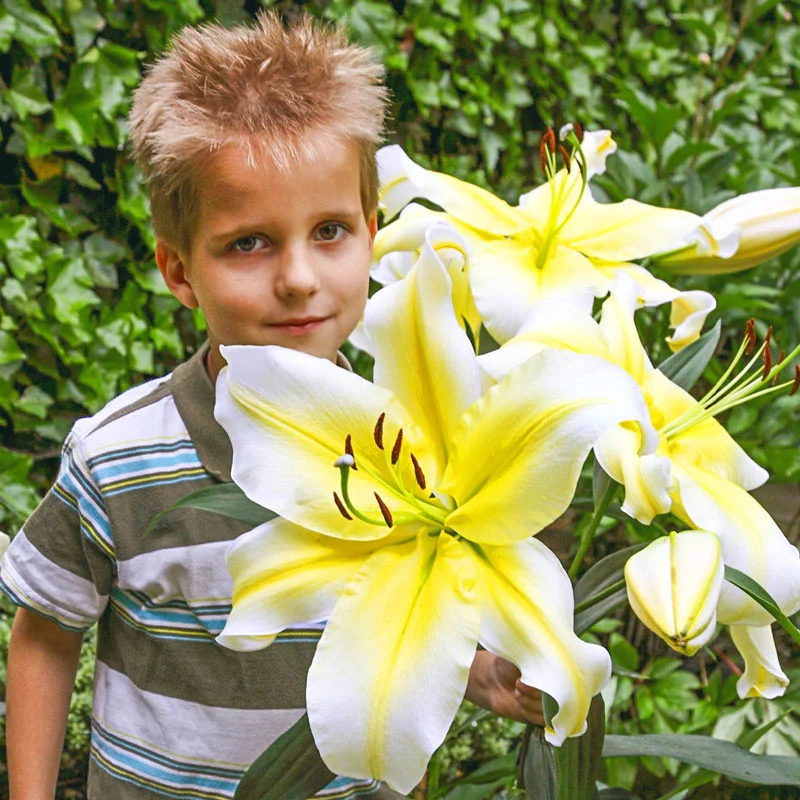 Conca d'Or Lily TreeÂ®