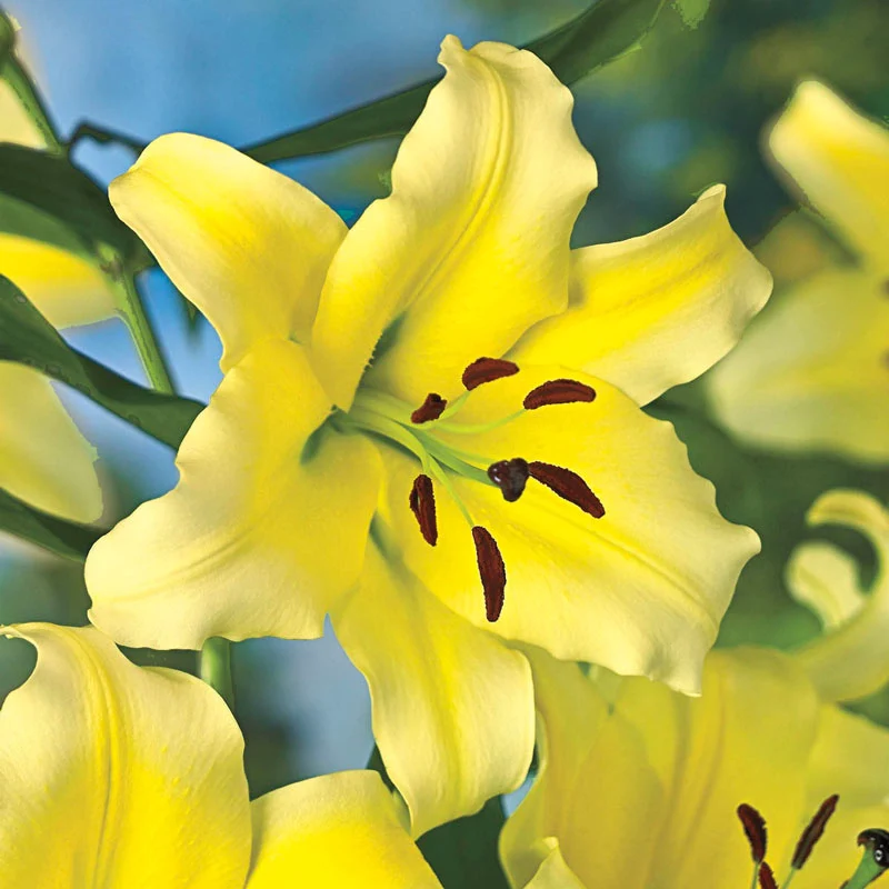 Conca d'Or Lily TreeÂ®