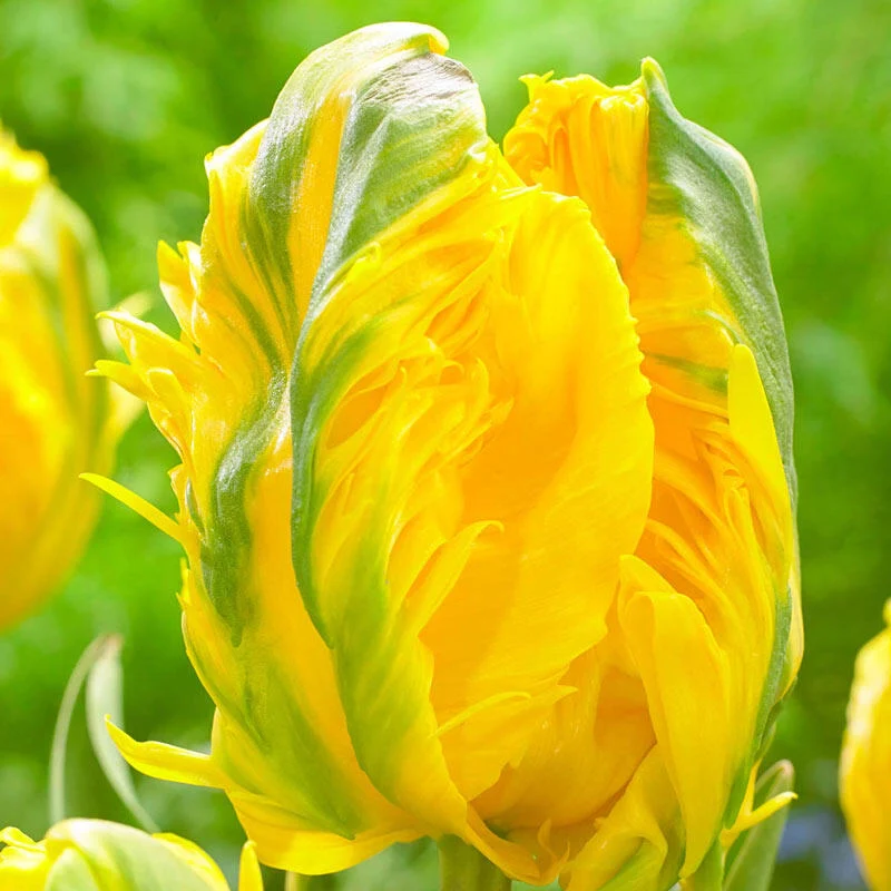 Jan van Nes Parrot Tulip