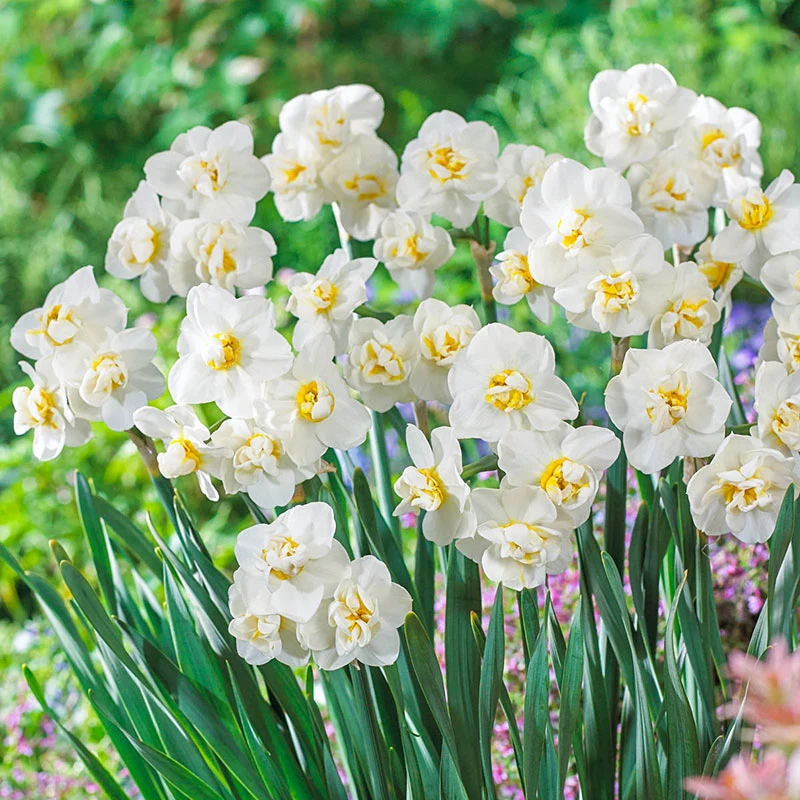 Fragrant Gardenia Daffodil