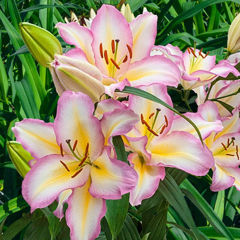 Captain Tricolore Lily