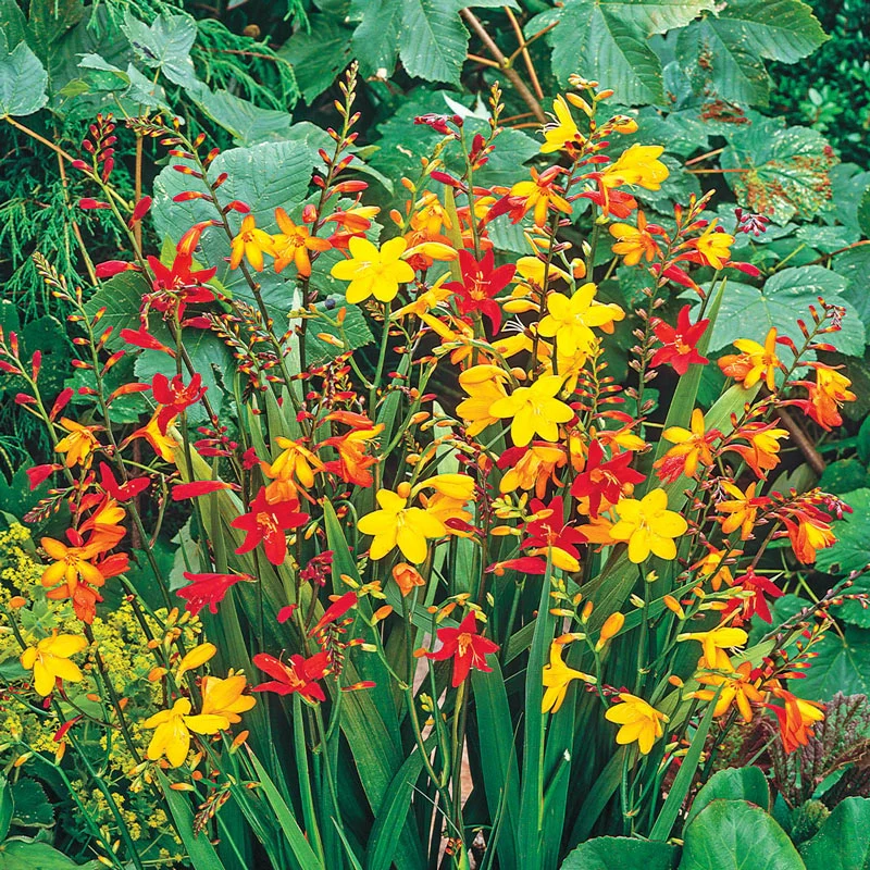 Crocosmia Mixture
