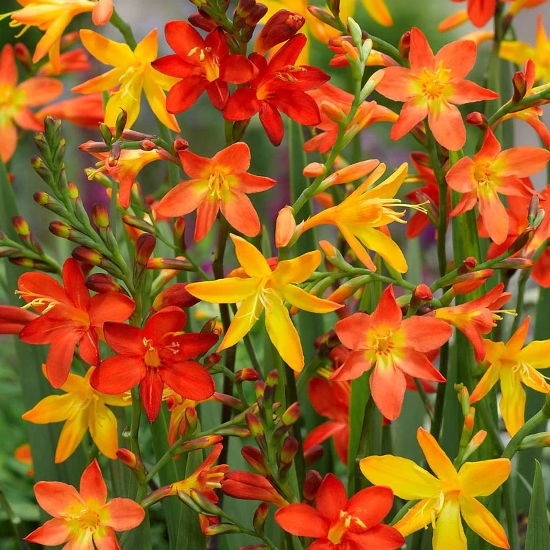 520-crocosmia-mixture-1.webp