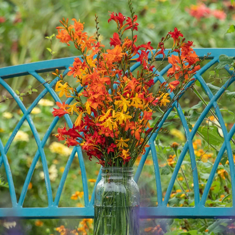 520-crocosmia-mixture-1.webp