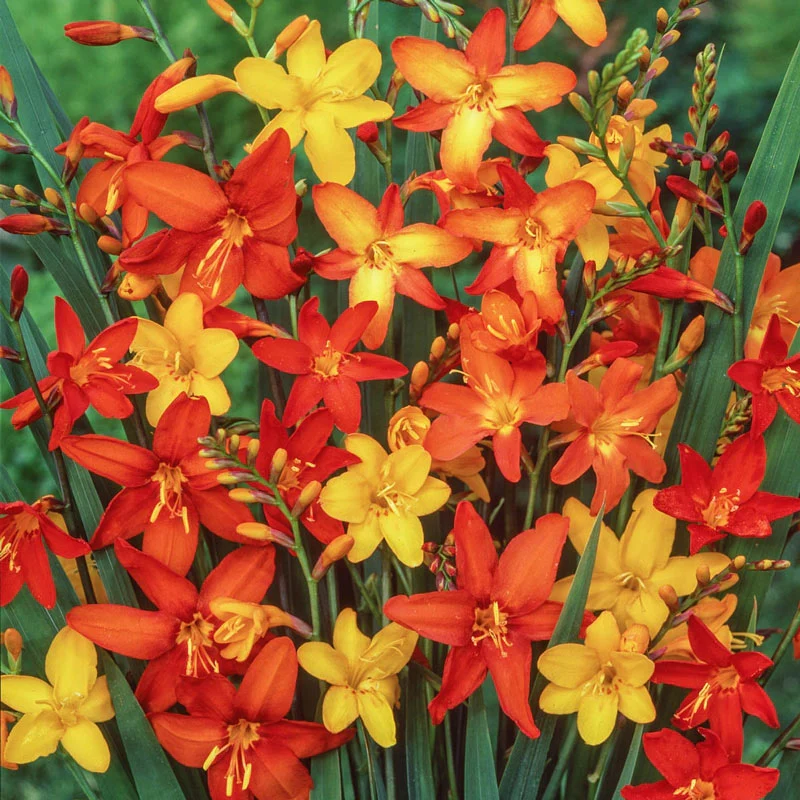 520-crocosmia-mixture-1.webp