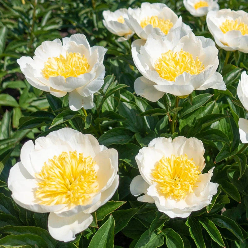 Jan van Leeuwen Peony 1 521-jan-van-leeuwen-peony-1.webp