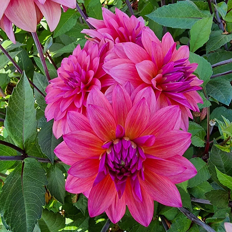 Feline Yvonne Dahlia
