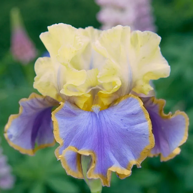 Repertoire Bearded Iris