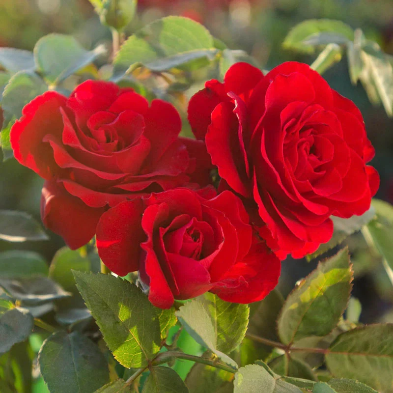 Oh My!Â® Floribunda Rose