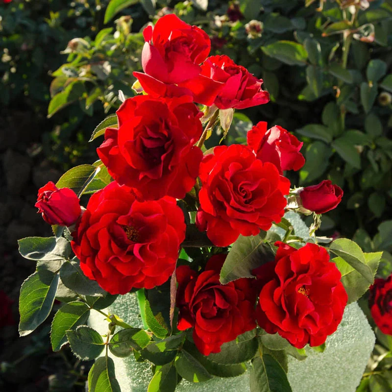 Oh My!® Floribunda Rose